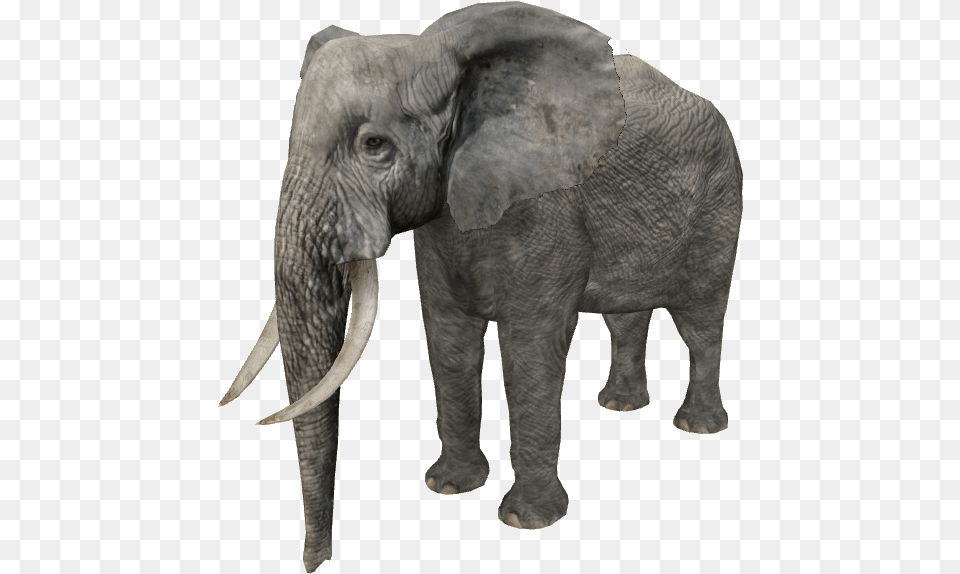 African Forest Elephant African Forest Elephant, Animal, Mammal, Wildlife Png