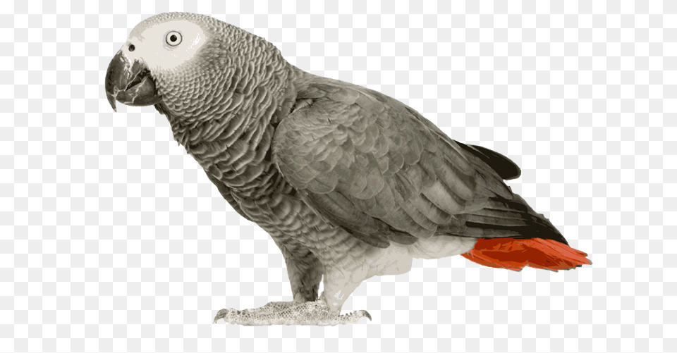 African Grey Parrot Clipart African Grey Parrot, Animal, Bird, African Grey Parrot Free Transparent Png