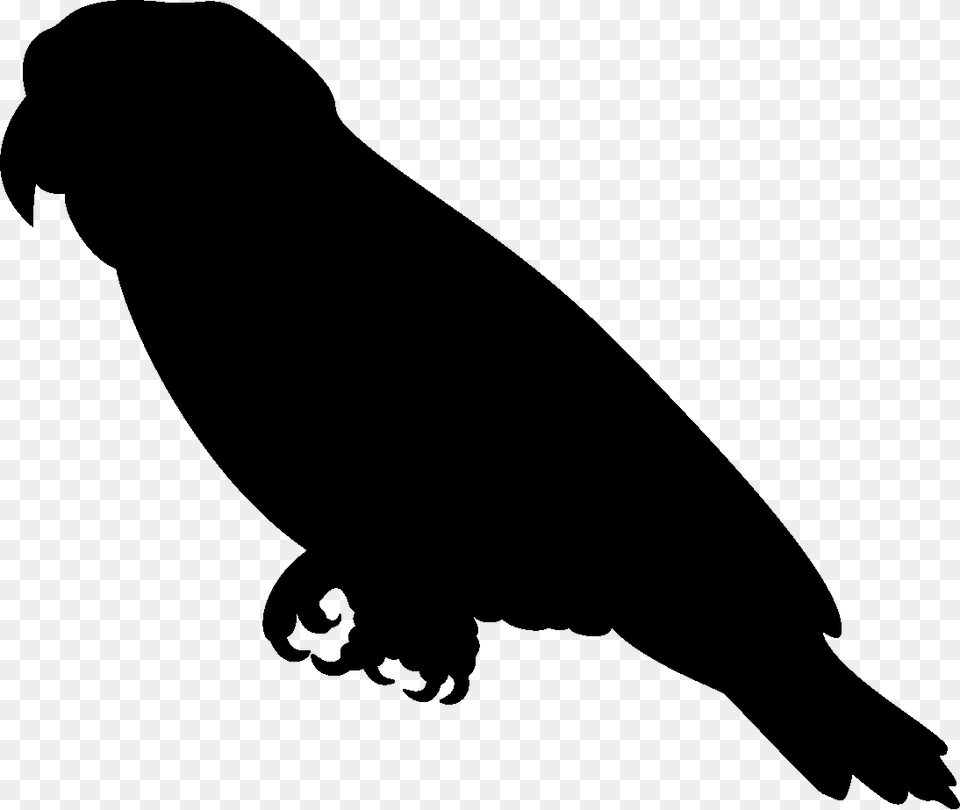 African Grey Parrot Clipart Silhouette, Animal, Bear, Mammal, Stencil Free Png