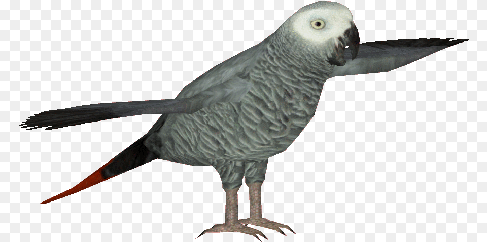 African Grey Parrot Clipart Transparent African Grey, Animal, Bird, African Grey Parrot Png