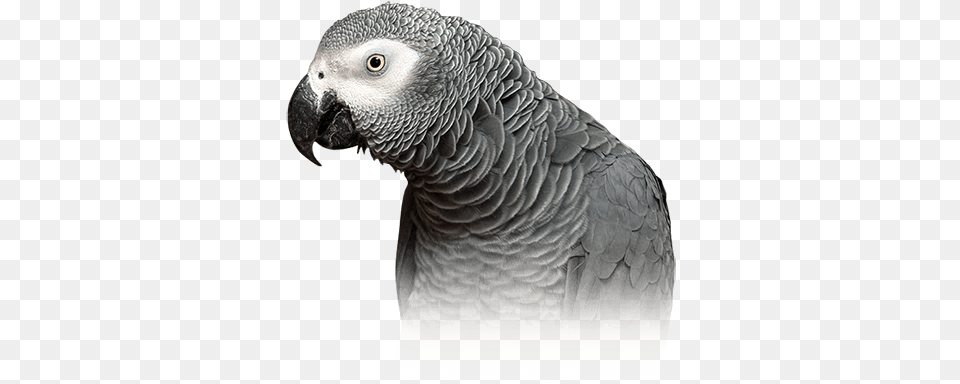African Grey Parrot Personality Food U0026 Care U2013 Pet Birds By Grey And White Parrot, Animal, Bird, African Grey Parrot Png