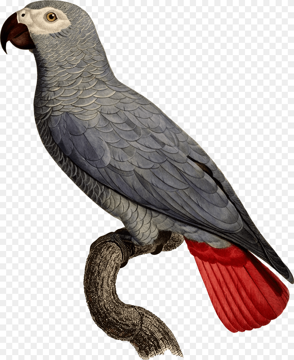 African Grey Parrot Scientific Illustration Grey Parrot, Animal, Bird, African Grey Parrot Free Png