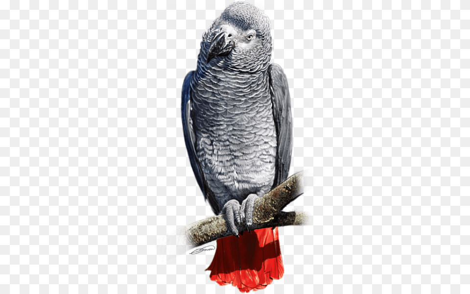 African Grey Parrot Transparent, Animal, Bird, African Grey Parrot Free Png Download