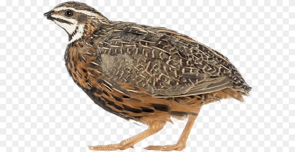 African Harlequin Quail Transparent Quail, Animal, Bird, Partridge Free Png Download