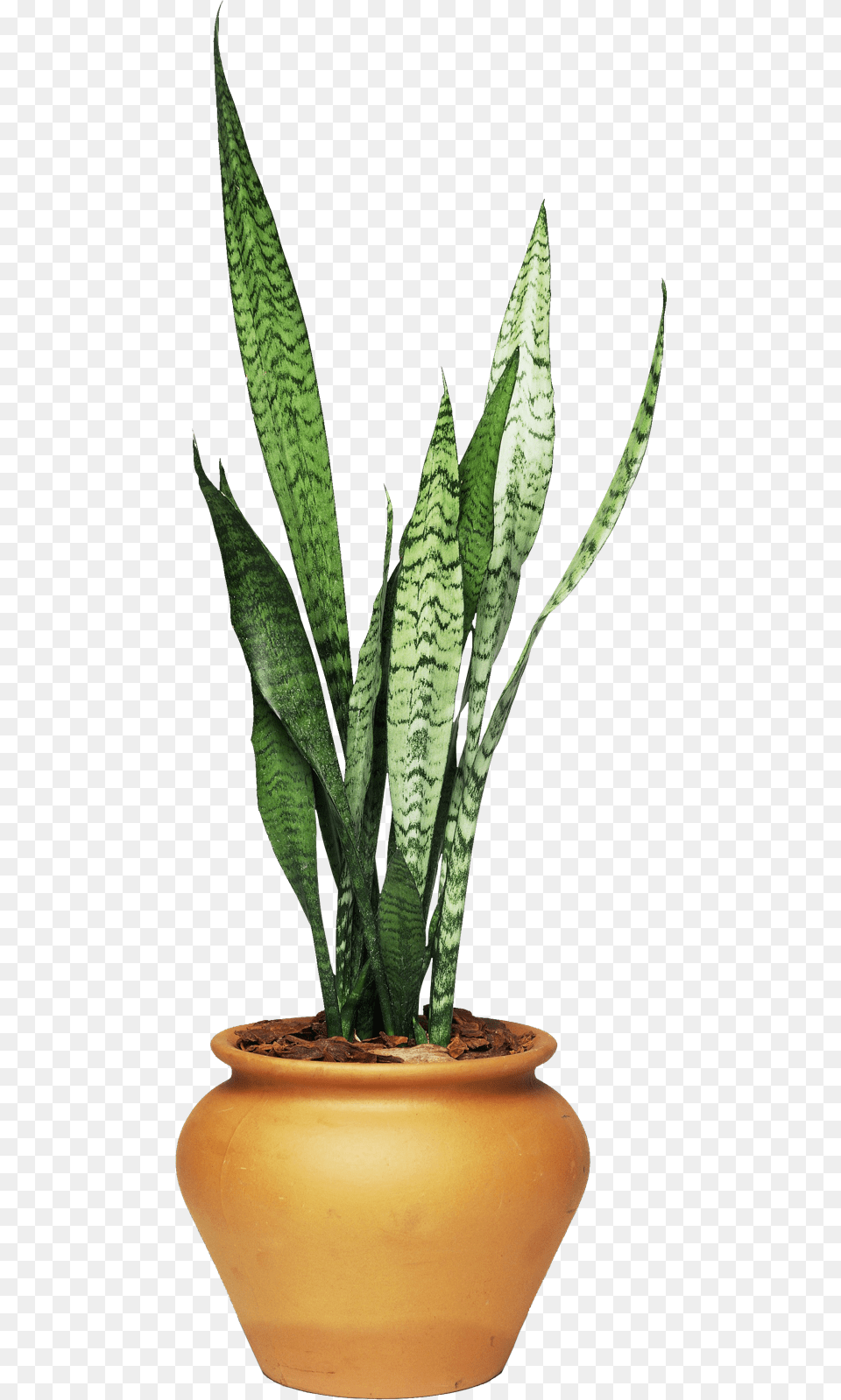 African House Plant, Leaf, Potted Plant Png Image