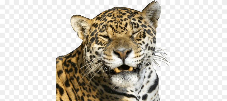 African Leopard, Animal, Mammal, Panther, Wildlife Free Png