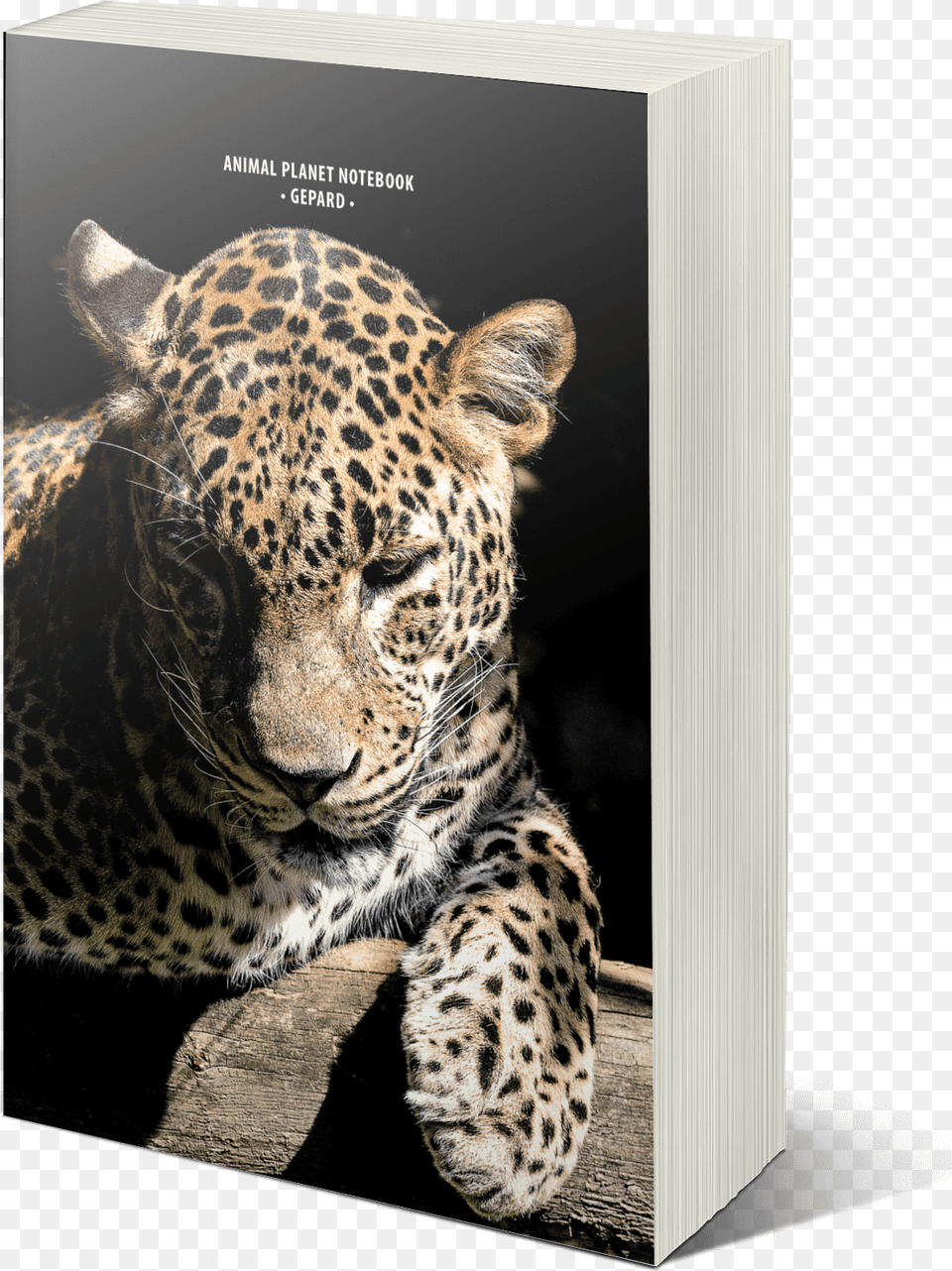 African Leopard, Animal, Mammal, Panther, Wildlife Png