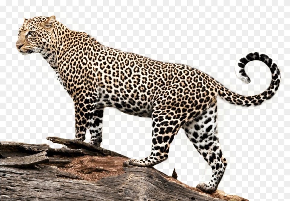 African Leopard Jaguar, Animal, Mammal, Panther, Wildlife Free Png Download