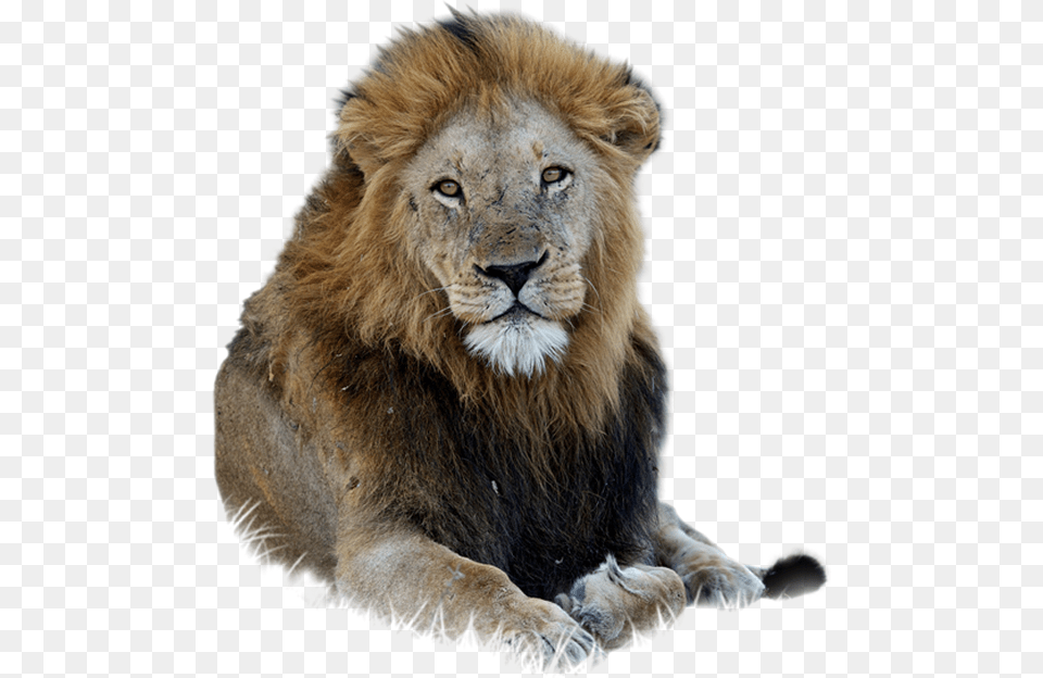 African Lion, Animal, Mammal, Wildlife Png