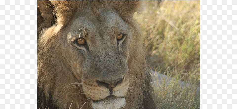 African Lion Lion, Animal, Mammal, Wildlife Free Png Download