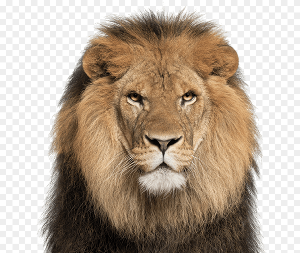 African Lion Lion Face White Background, Animal, Mammal, Wildlife Free Transparent Png