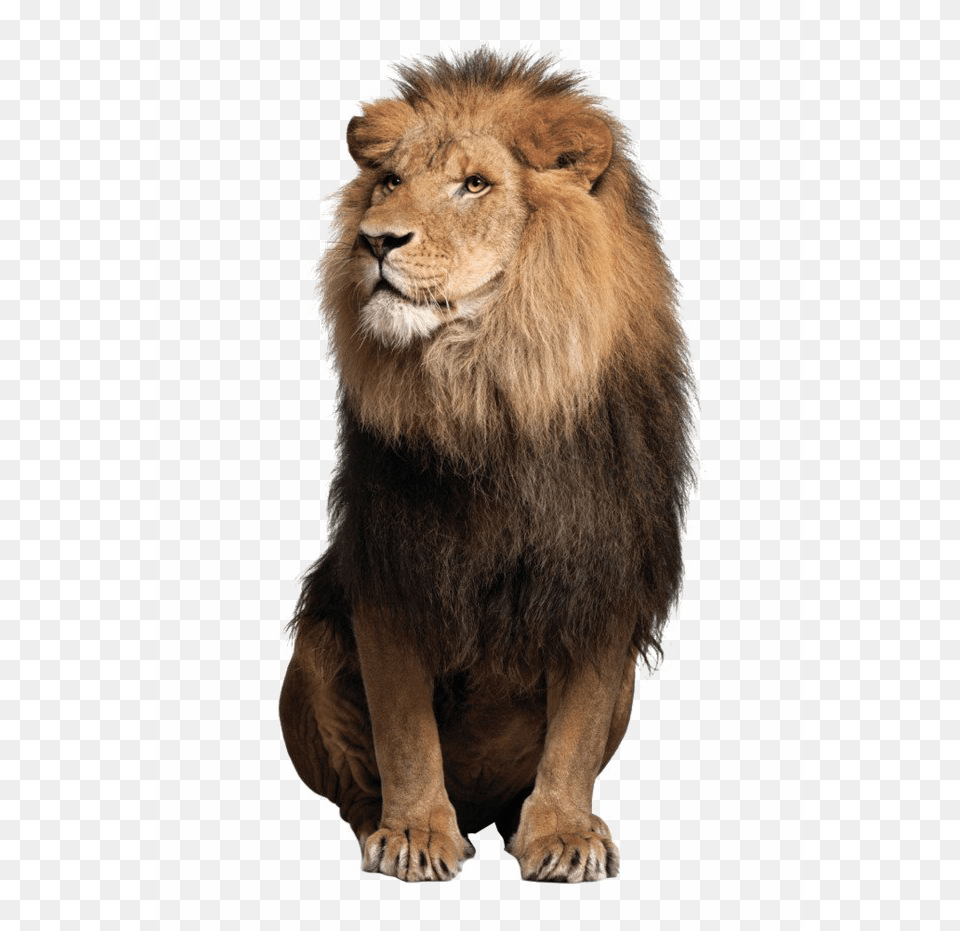 African Lion Pic Lion, Animal, Mammal, Wildlife Free Transparent Png