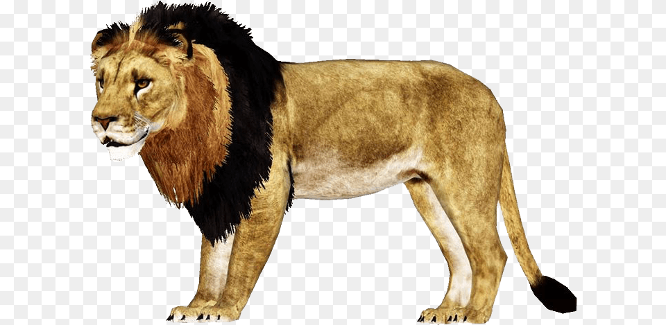 African Lion Remake Download Masai Lion, Animal, Mammal, Wildlife Free Transparent Png