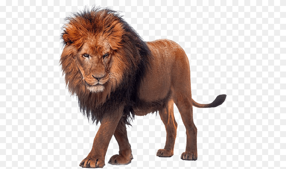 African Lion Transparent King Trk, Animal, Mammal, Wildlife Png Image