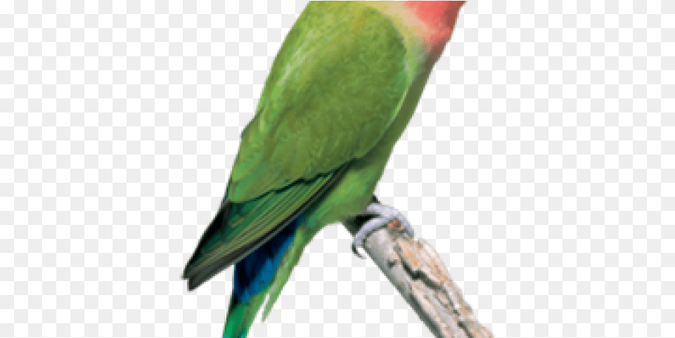 African Love Bird, Animal, Parakeet, Parrot Free Png Download
