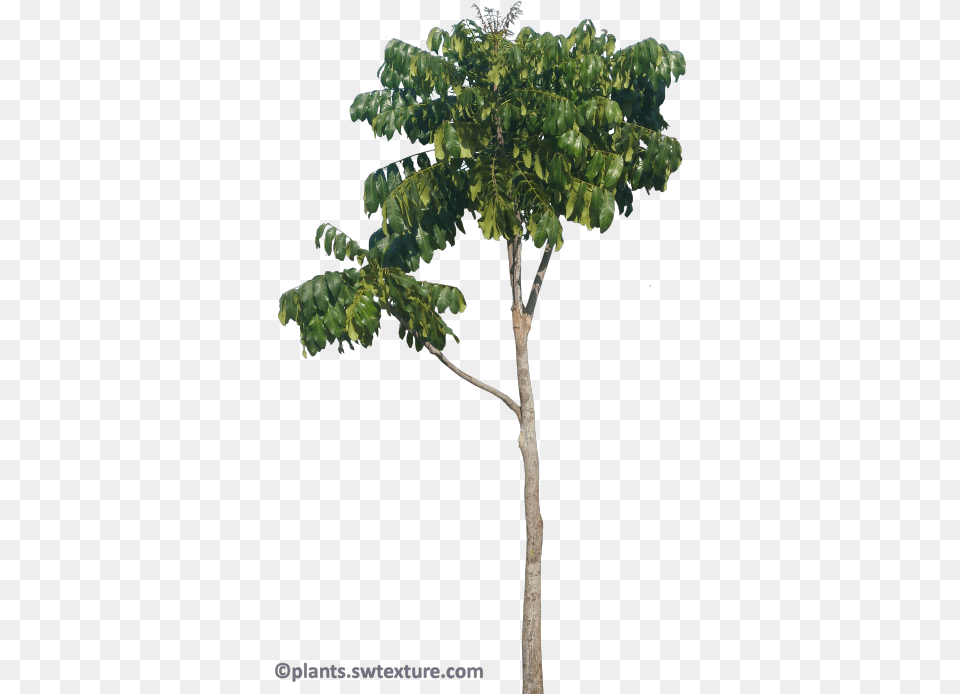 African Mahogany Tree, Leaf, Plant, Tree Trunk, Vegetation Free Png