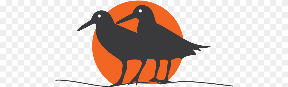 African Oystercatcher Icon Hummingbird, Animal, Beak, Bird, Kiwi Bird Free Png Download