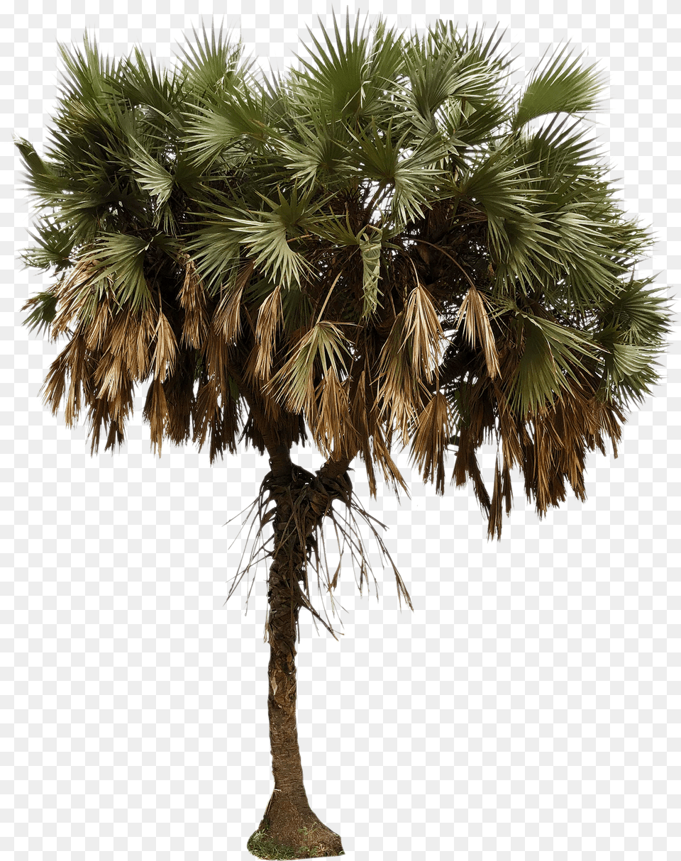 African Palm Tree African Palm Tree, Palm Tree, Plant Free Transparent Png