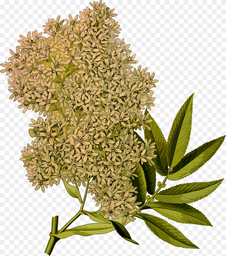 African Redwood Hagenia Abyssinica, Apiaceae, Plant, Leaf, Herbs Free Png