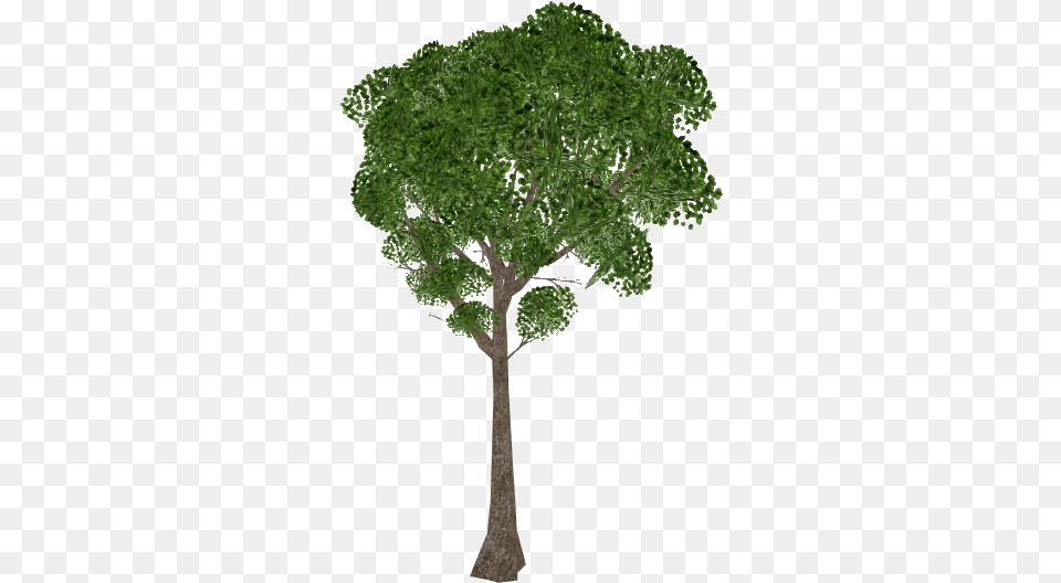 African Teak Tree, Oak, Plant, Sycamore, Tree Trunk Png Image