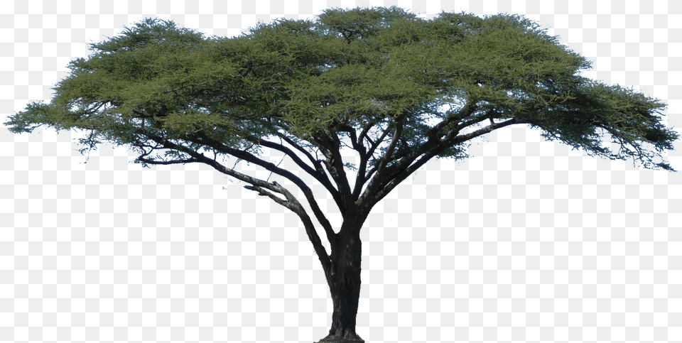African Tree Acacia Tree With White Background, Oak, Plant, Tree Trunk, Sycamore Free Transparent Png