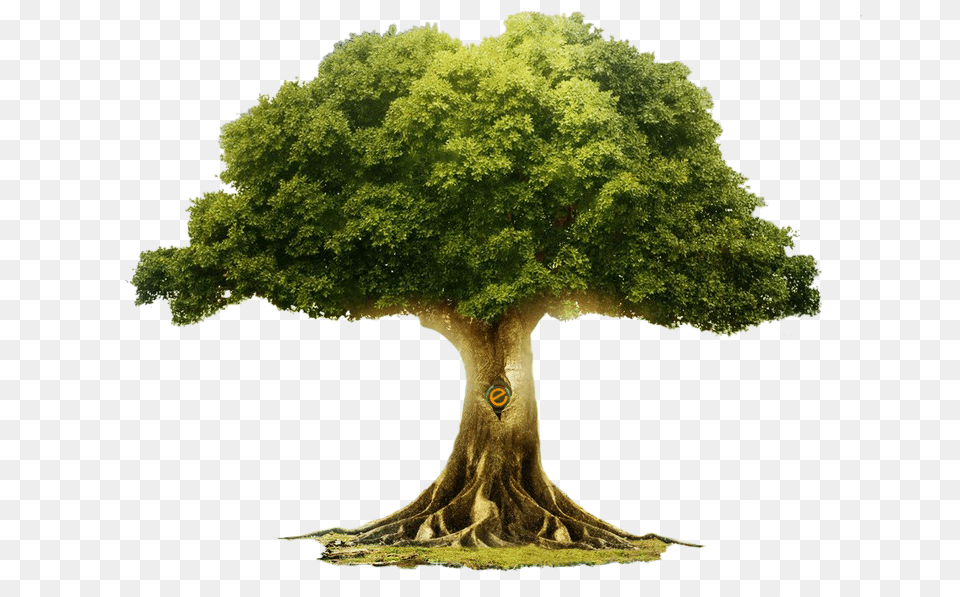 African Tree African Tree Transparent Background, Oak, Plant, Sycamore, Vegetation Free Png