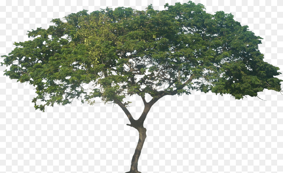 African Trees Samanea Saman Rain Tree, Oak, Plant, Sycamore, Tree Trunk Free Png