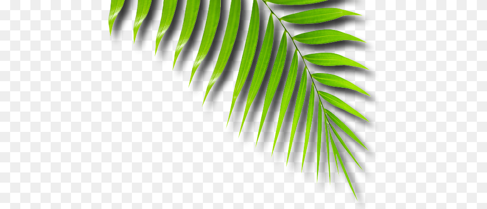 African Tribe, Vegetation, Green, Tree, Leaf Free Transparent Png