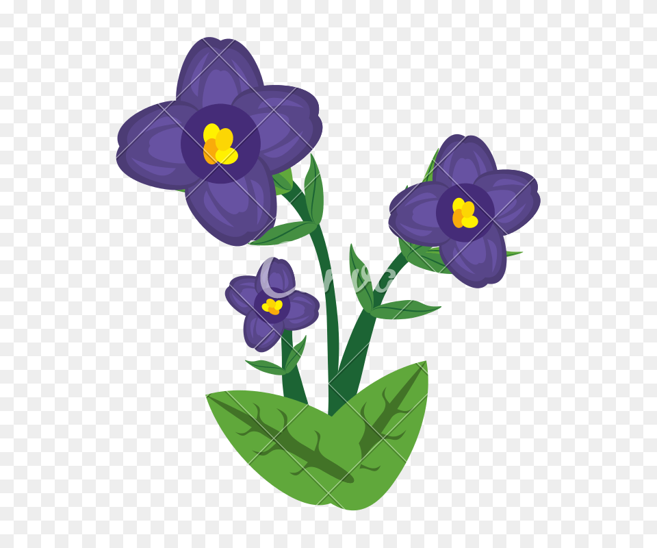 African Violet Flower, Plant, Dynamite, Weapon, Pansy Free Png