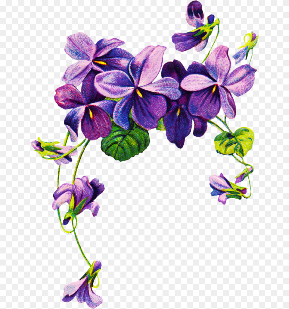 African Violets Border Clip Art Vintage Violet Violet, Flower, Geranium, Plant, Purple Free Transparent Png