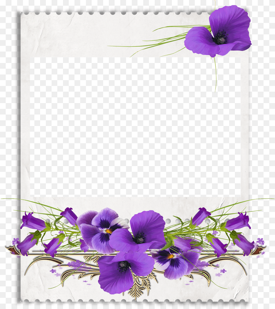African Violets Clip Art African Violet Floral Border, Flower, Geranium, Plant, Purple Png