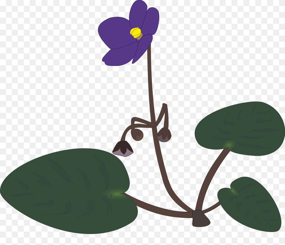 African Violets Clipart, Anemone, Flower, Geranium, Plant Png Image