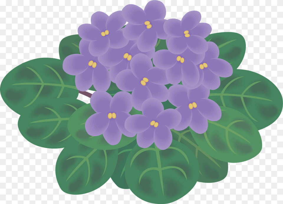 African Violets Clipart, Flower, Geranium, Plant, Purple Png Image