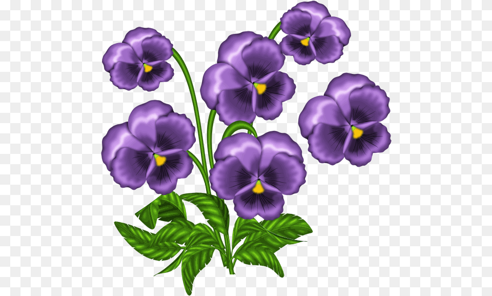 African Violets Clipart African Violet, Flower, Plant, Pansy, Geranium Free Png Download