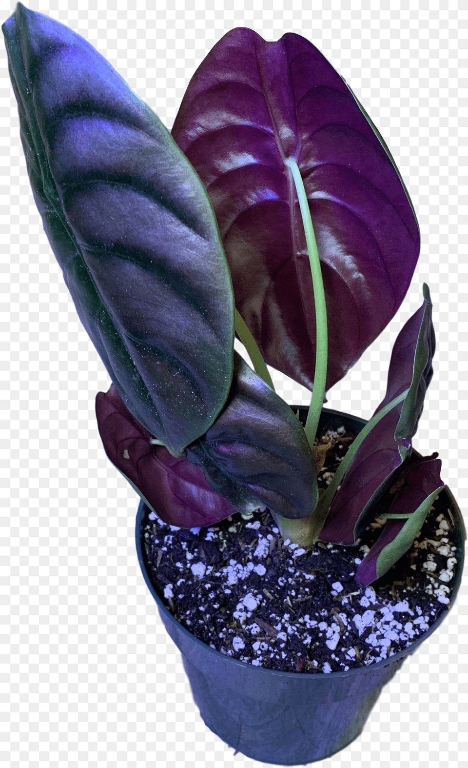 African Violets Transparent Image Plants, Flower, Leaf, Plant, Flower Arrangement Free Png