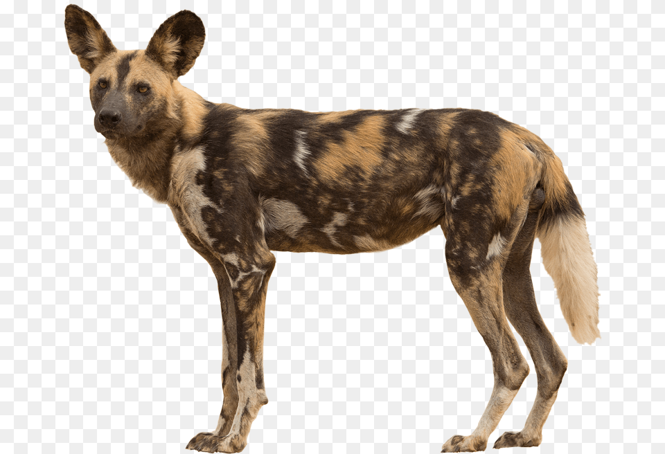 African Wild Dog Image African Wild Dog No Background, Animal, Canine, Hyena, Mammal Free Png Download