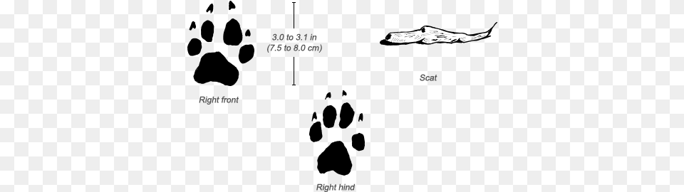 African Wild Dog Tracks African Wild Dog Feet, Clothing, Footwear, Shoe, Sneaker Png Image