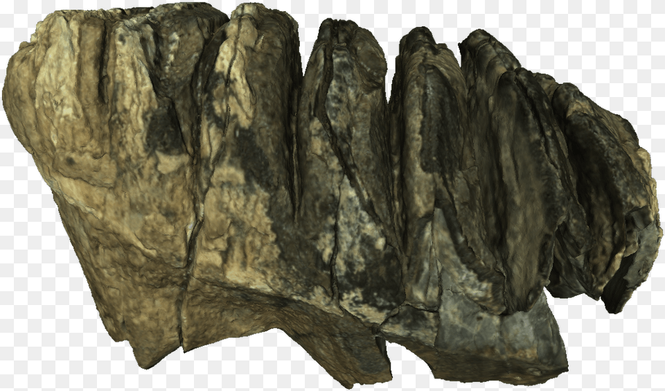Africanfossils On Twitter Tree, Rock, Fossil, Adult, Bride Free Png