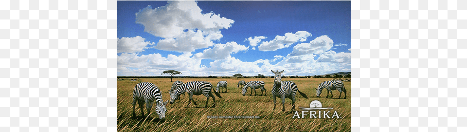 Afrika Theme Savanna, Animal, Field, Grassland, Mammal Free Png