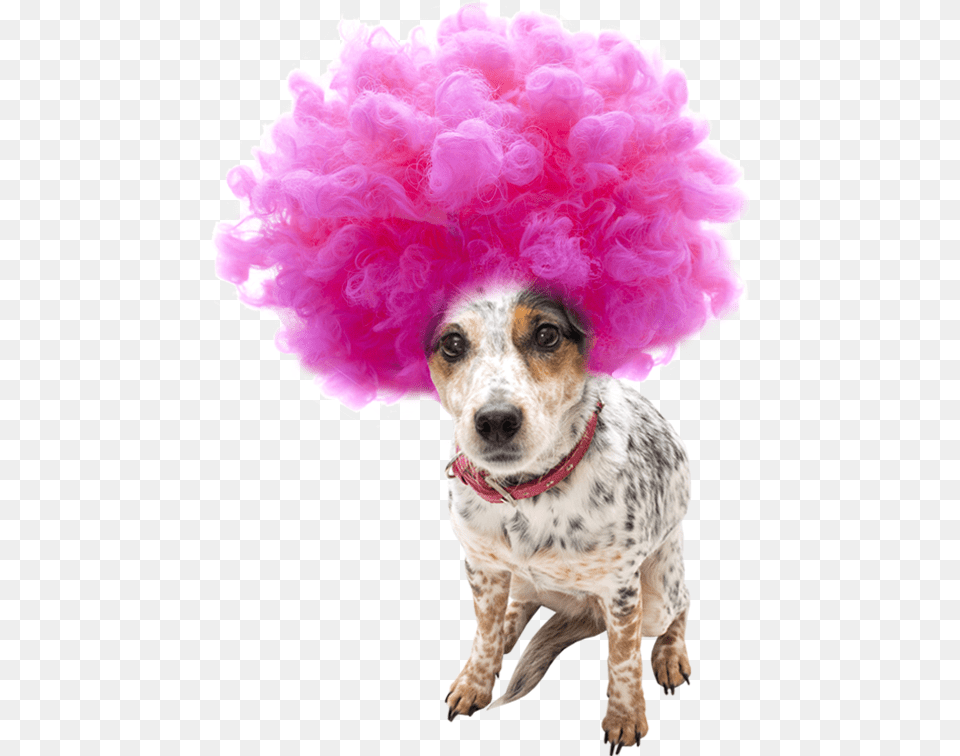 Afro Wig Wig Clipart, Animal, Pet, Mammal, Dog Png