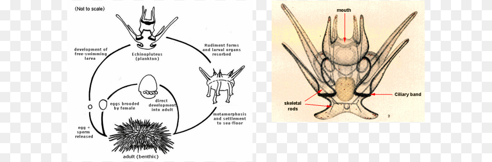 After A Few Months The Larvae Become Baby Purple Sea Reproductive Cycle Sea Urchin, Animal Png Image