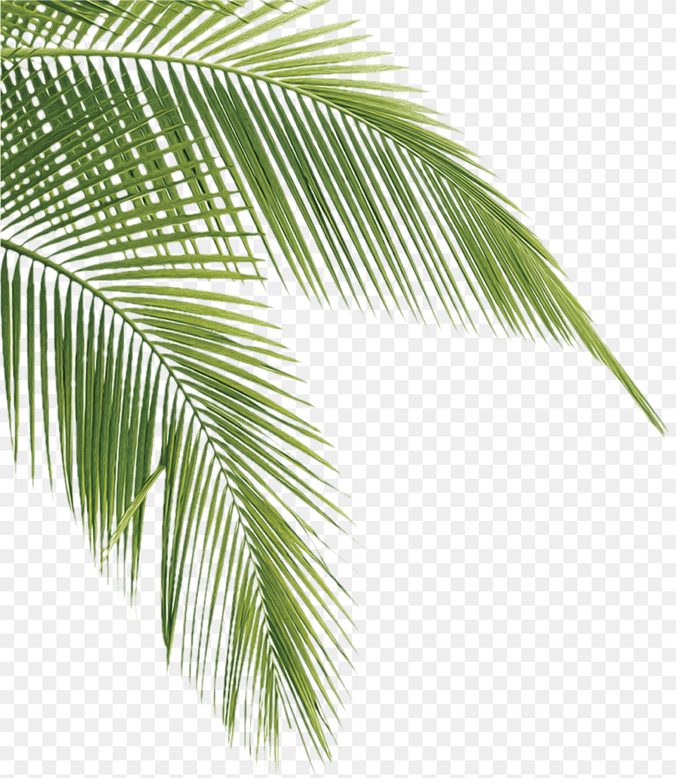 After Three Decades In Business We Ve Discovered The Transparent Palm Tree Leaves, Leaf, Palm Tree, Plant, Vegetation Png Image