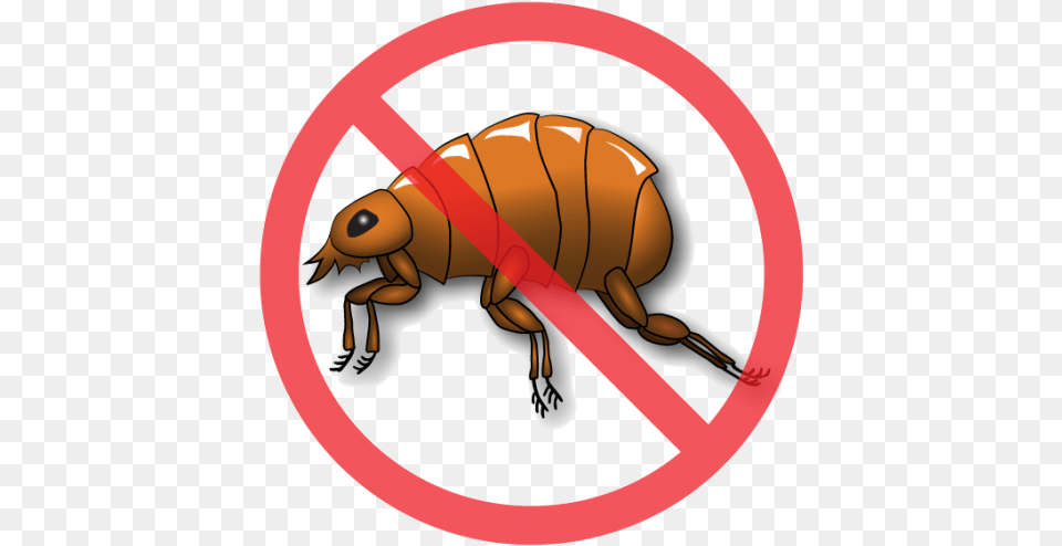 After Treating Every Pet In The House It39s Time To Insect, Animal, Flea, Invertebrate Free Png Download