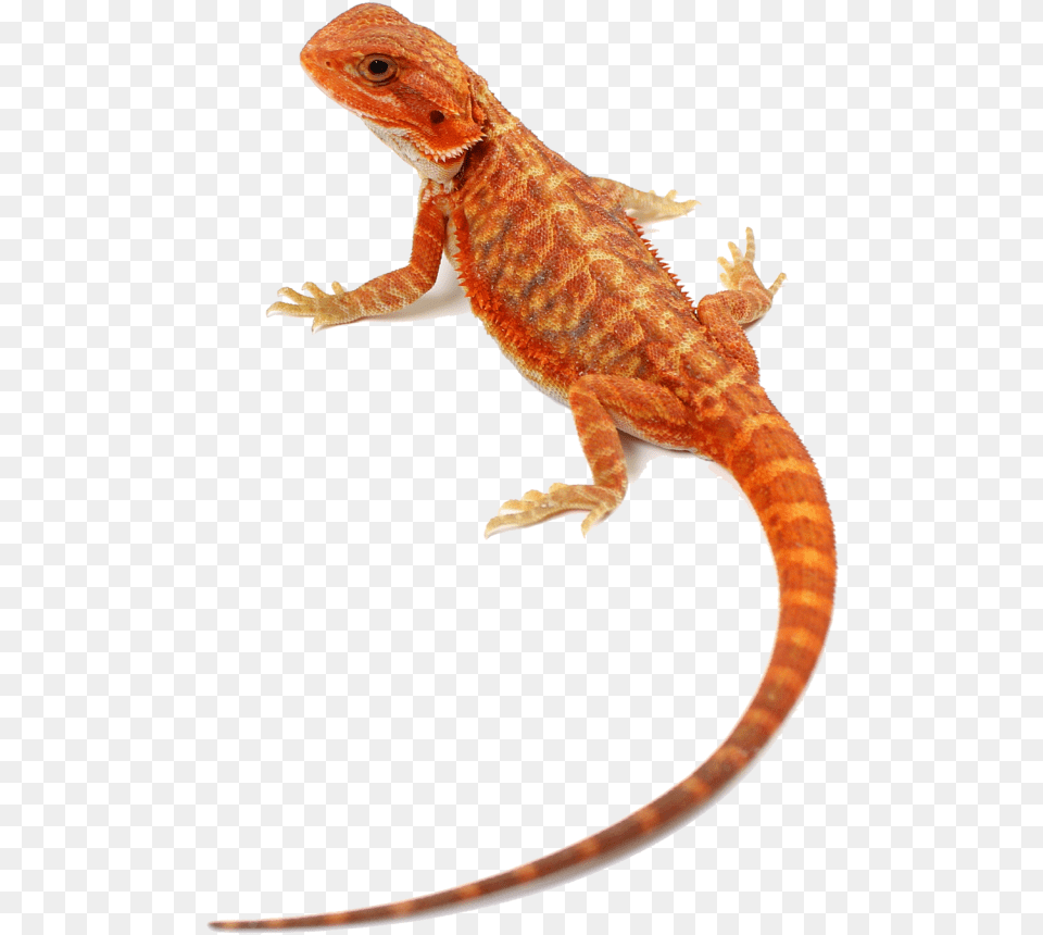 Agama, Animal, Gecko, Lizard, Reptile Png