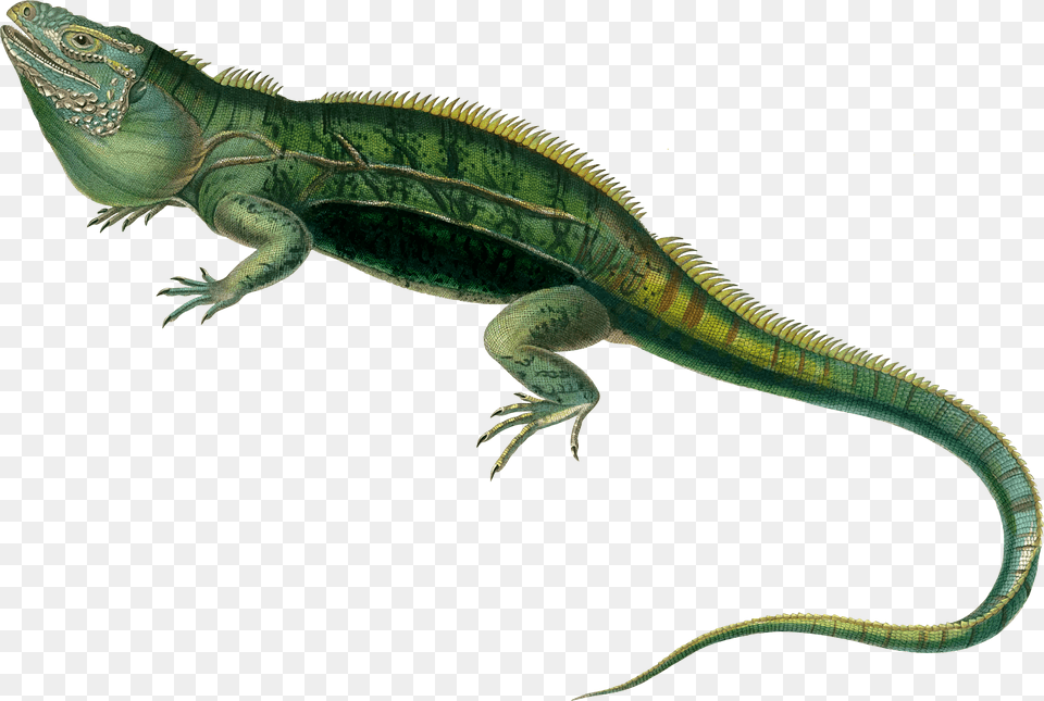 Agamas Lacertids Lizard Reptile Green Iguana Transparent Iguana, Animal Free Png Download