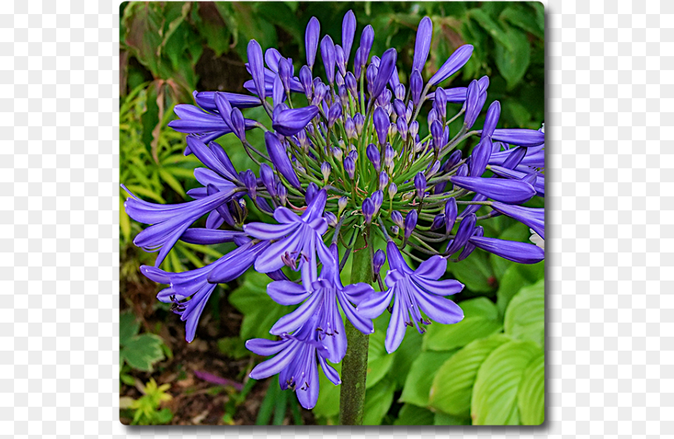 Agapanthus Starburst Blue Agapanthus, Flower, Plant, Geranium Free Png