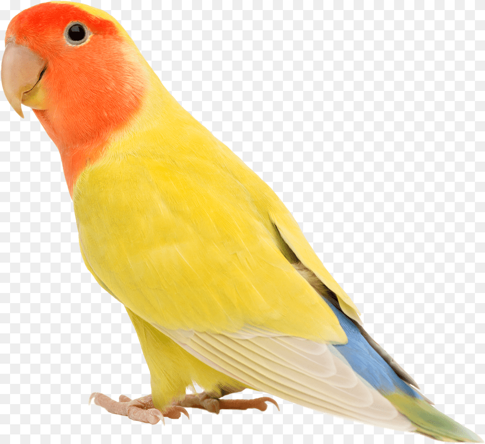 Agapornis Yellow White Blue, Animal, Bird, Parakeet, Parrot Png Image