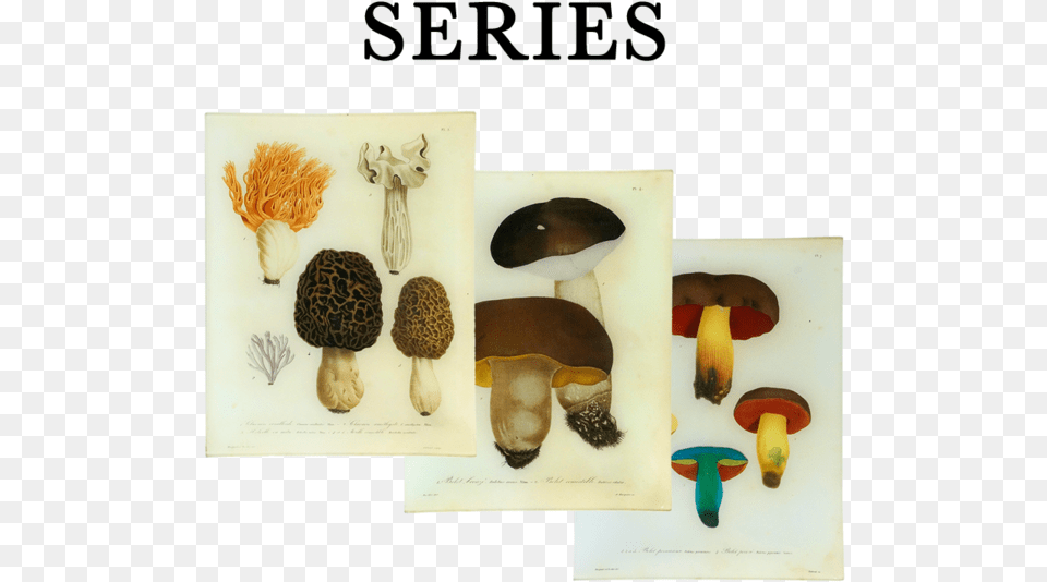 Agaricus, Fungus, Plant, Agaric, Mushroom Free Transparent Png