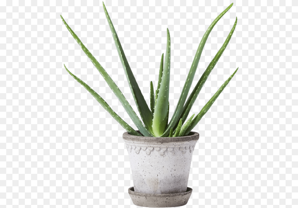 Agave, Aloe, Plant Png