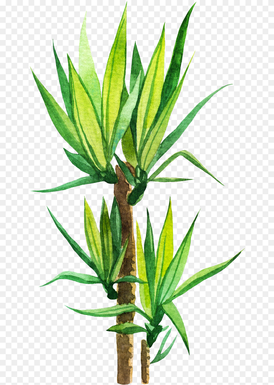 Agave, Leaf, Plant, Tree Png